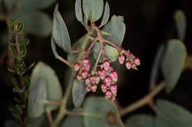 Image result for Maerua grantii