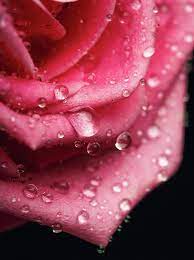 Water Drops By Serhii Kucher Fine Art Photography Close Up Of The Beautiful Pink Ro Flower Drawing Design Water Drop Photography Flowers Photography Wallpaper