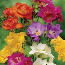 Freesia Seeds Freesia Royal Mix Flower Seed Beautiful Flowers Freesia Flowers Biennial Plants
