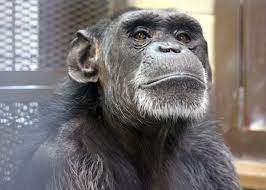 Pin By Jethro Tai On Chimpanzees Cute Baby Animals Chimpanzee Great Ape