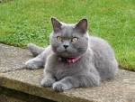 Where To Find British Shorthair Cats For Rehoming? – My ...