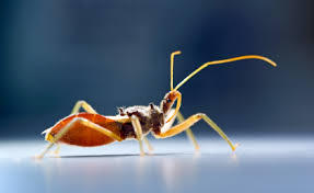Maybe you would like to learn more about one of these? Assassin S Venom System Packs A Deadly Double Uq News The University Of Queensland Australia