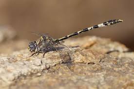 Image result for Pteleopsis anisoptera