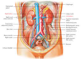 Four abdominal quadrants and nine abdominal regions in anatomy and physiology, you'll learn how to divide the abdomen into nine different regions and four different quadrants. Easy Notes On Kidneys Learn In Just 4 Minutes Earth S Lab