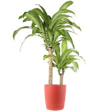 Janet craig dracaena will grow on any pot as long as the soil drains well. Dracaena Plant Care How To Grow Maintain Dracaena Plants Apartment Therapy