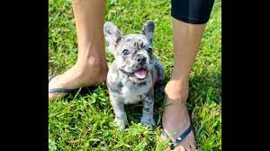 Indigo Our Blue Merle French Bulldog Puppy Love Youtube