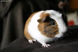 How To Move Guinea Pigs Cross Country Moving Tips