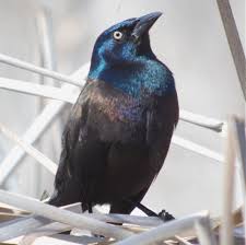 Click here to get free pest control quotes! Dealing With Grackles At The Feeder Birdchick Grackle Wild Bird Feeders Backyard Birds Watching