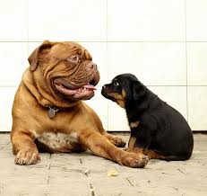 Cani di piccola (e piccolissima) taglia: Cucce Da Esterno Per Cani Di Taglia Piccola Media E Grande