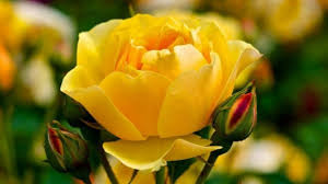 Image result for images of rose hd