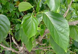 Image result for Cordia africana