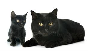 1 male indian dog names with meanings. 7 Most Popular Cat Breeds In India