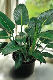 Philodendron Congo 150mm Pot Plants Philodendron Best Indoor Plants