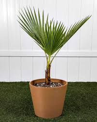 Image result for Washingtonia robusta
