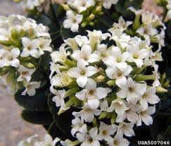 Pin On Gardening Indoor