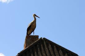 In other words, you won't have. Birds In Chimneys San Diego Ca Weststar Chimney Sweeps