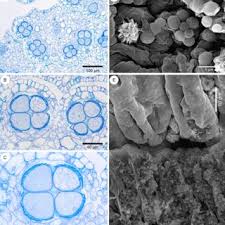 Image result for Monodora minor