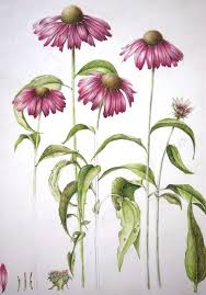 Pin On Vintage Botanicals