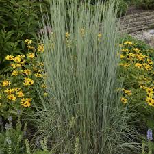 Image result for Schizachyrium jeffreysii