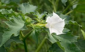 Image result for Datura stramonium