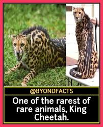 One Of The Rarest Of Rare Animals King Cheetah In 2020 Interesting Facts About World Animal Facts Some Amazing Facts