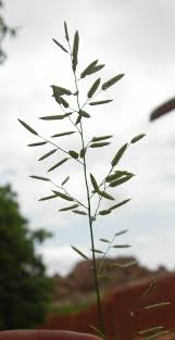 Image result for Eragrostis tenuifolia