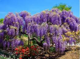 Blue Chinese Wisteria Tree Wisteria Tree Chinese Wisteria Wisteria Plant
