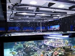 Aquarium That Simulates Lightning Rain And Cloud Cover Fish Tank Aquarium Aquarium Design