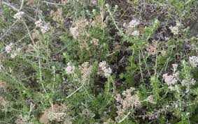 Image result for Plecostachys