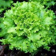 Image result for Lactuca setosa