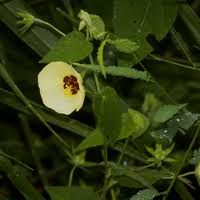 Image result for Pavonia leptocalyx