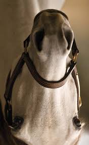 Use in rotation with quest gel to provide optimum parasite protection. Http Paardentandartsbart Be Docs Domosedan Pdf