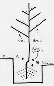 Planting Depth Chart For A Plethora Of Information Visit