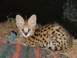 Cute scottish kittens female straight and male fold are looking for a new loving home. F1 Savannah Kittens Male And Female For Sale Dubai Animals Pets