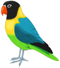 Multicolored Bird Png Clipart Bird Graphic Art Images Bird Illustration