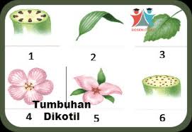 See full list on pakdosen.co.id Tumbuhan Dikotil Ciri Struktur Klasifikasi Reproduksi
