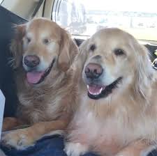 As dogs get older, they may develop more issues that. This Blind Golden Retriever And His Guide Dog Best Friend Are Warming People S Hearts Bored Panda