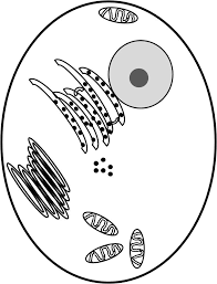 Check spelling or type a new query. Https Fathersoninnovations Com Wp Content Uploads 2018 10 Pogil Animal Plant Cells Pdf