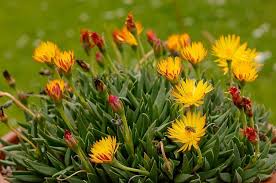 Image result for Hereroa glenensis