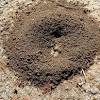 What do fire ants even look like? 1