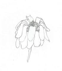 All of us love flowers. Pin By Caroline Holm On Woodland Flower Drawing Sharpie Drawings Easy Flower Drawings