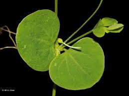 Image result for Drymaria