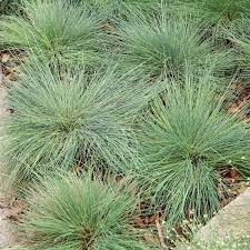 Blue grama grows in definite bunches and reproduces by tillering and by seed. Gray Hair Grass Spiky Blue Corynephorus Canescens My Garden Life