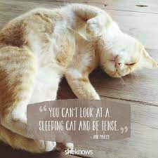 50 Cat Quotes That Only Feline Lovers Would Understand Cat Cuddle Cat Quotes Cats
