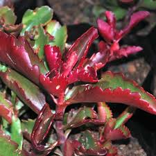 Image result for Kalanchoe sexangularis