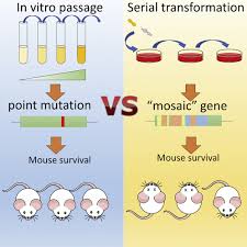 Image result for Penicillin Resistant Pneumococcus