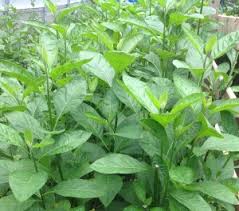 Daun sambung nyawa untuk kanker kandungan, kanker payudara, kanker darah. Daun Bismillah Segar Khasiat Pokok Herba Malaysia