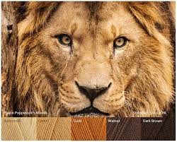 Mood Boards Pippin Poppycock Yarn Color Combinations Lion Pictures Yarn Colors