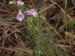 Image result for Micrargeria