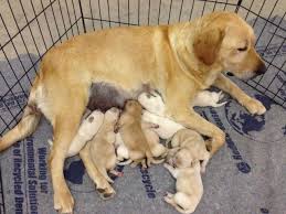 One way to determine the ancestry of your mixed breed is through a dna test. Akc White Yellow Labrador Puppies Lab Puppy For Sale In Albuquerque New Mexico Classified Americanlisted Com